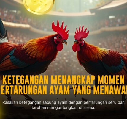 Mengenal Ayam Bangkok: Raja Sabung Ayam yang Mendunia